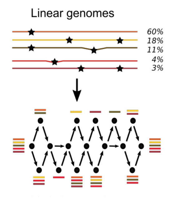 représentation d'un schéma linéaire et un graphe de génomes