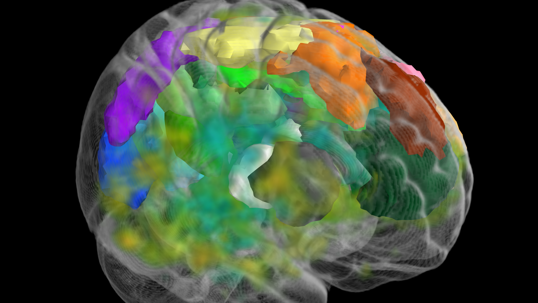 Visualisation des régions fonctionnelle du cerveau