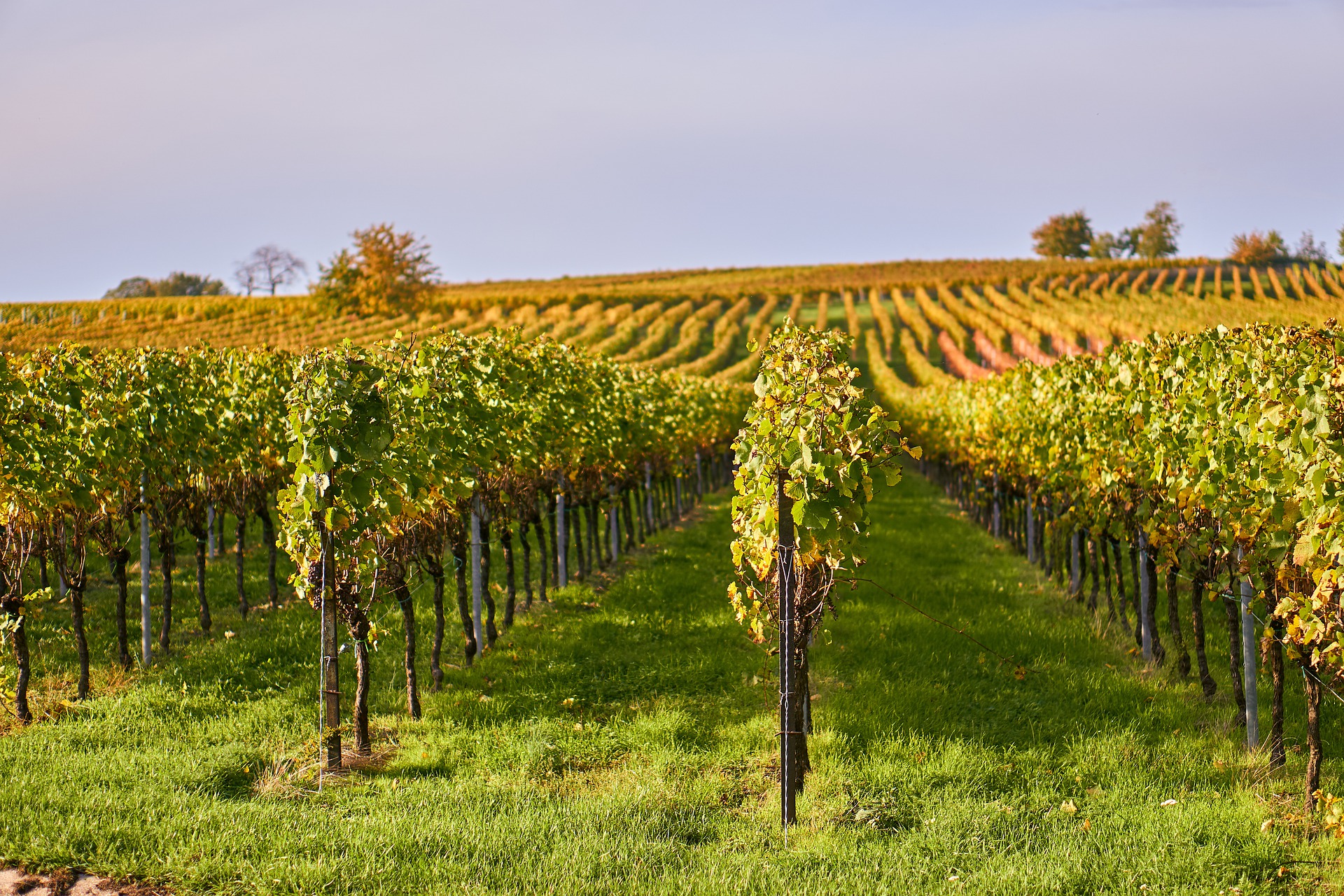 photographie de rangées de vignes 