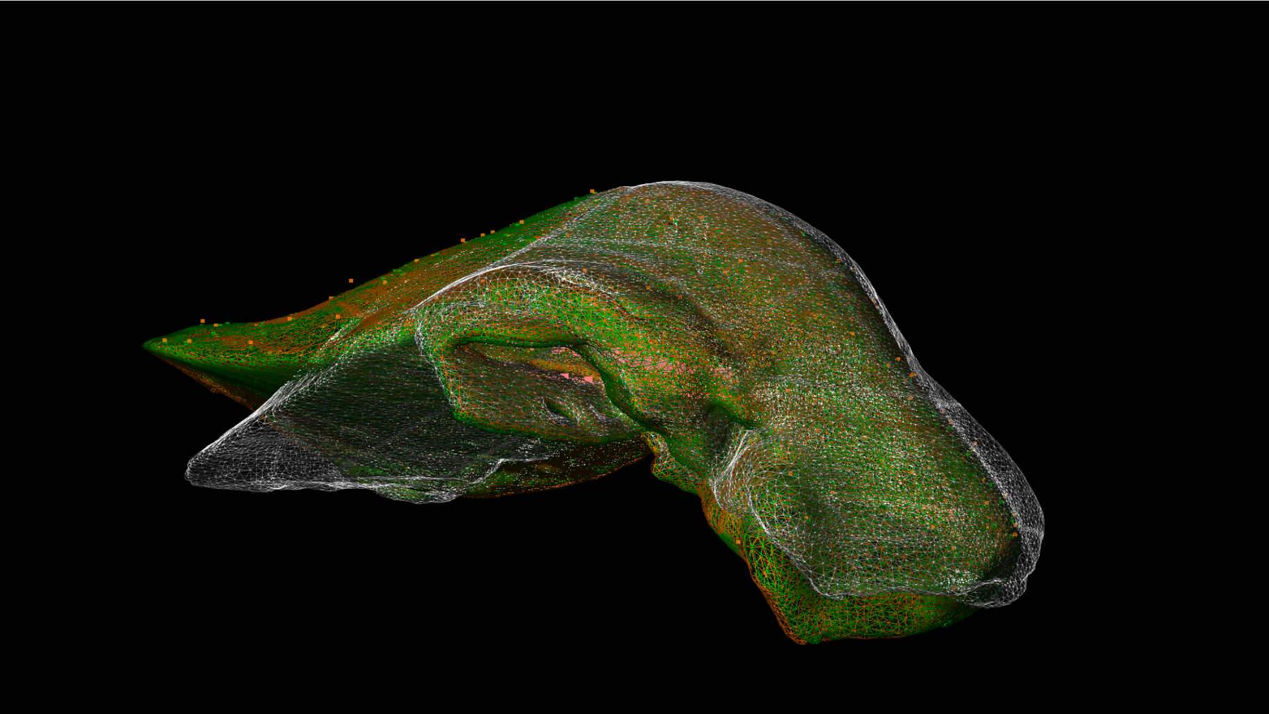 Comparaison entre une déforation réelle d'un foie (en vert) et la déformation prédite par un réseau de neurones (en orange)
