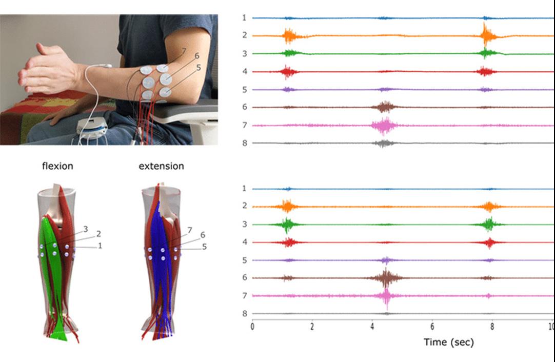 Comparison of experimental (top) and simulated (bottom) sEMG signals for the left wrist flexion and extension. The experimental signals were measured with 8 bipolar electrodes located around the forearm. For simulation, the flexor (green) and extensor (blue) muscle groups were activated in turn with activation peaks aligned with the experimental signal peaks.