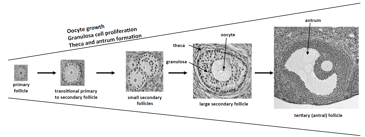 Illustration de la croissance des ovocytes