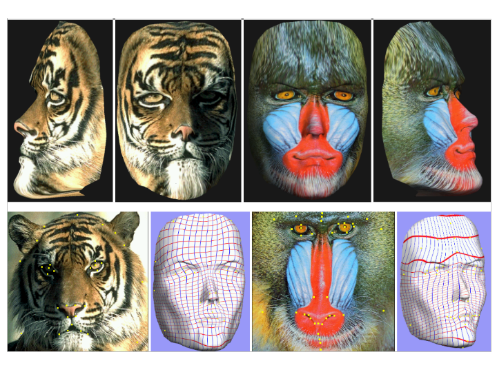 Plaquages de texture associant l’image d’un animal à un visage humain en 3D